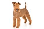 Lakeland Terrier