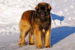 Leonberger
