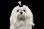 Maltese