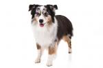 Miniature American Shepherd