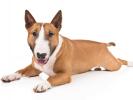 Miniature Bull Terrier