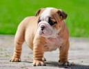Miniature Bulldog