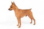 Miniature Pinscher