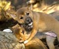 New Guinea Singing Dog