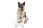 Norwegian Elkhound