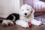 Old English Sheepdog