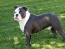 Olde English Bulldogge