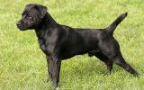 Patterdale Terrier