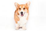 Pembroke Welsh Corgi