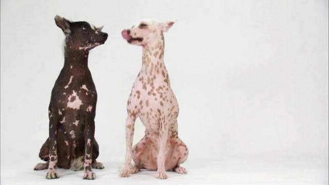 Peruvian Inca Orchid: Photo #10