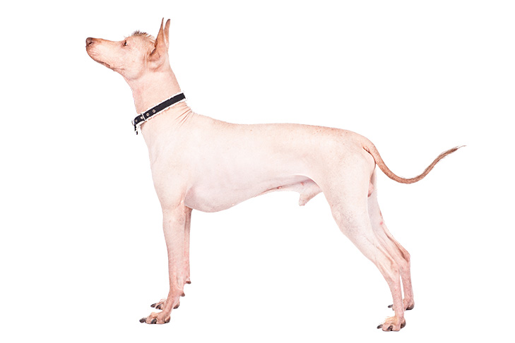 Peruvian Inca Orchid: Photo #1