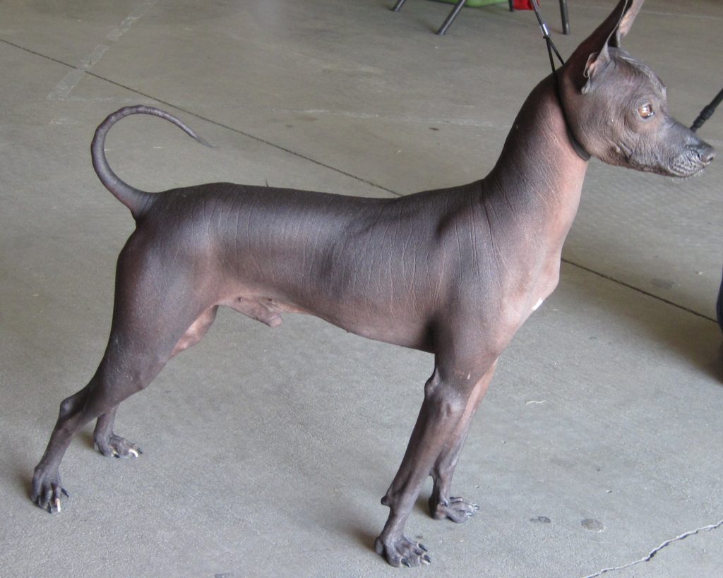 Peruvian Inca Orchid: Photo #7