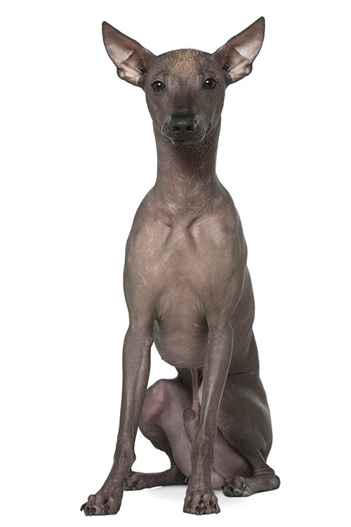 Peruvian Inca Orchid: Photo #8