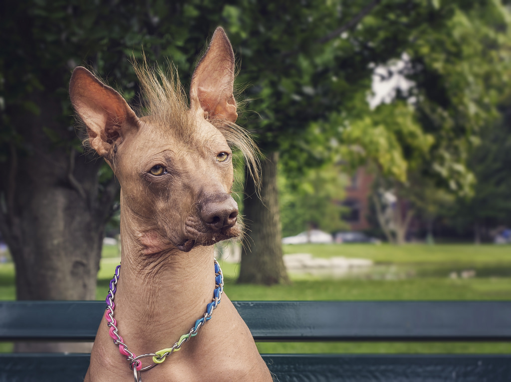 Peruvian Inca Orchid: Photo #9