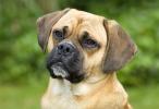 Puggle