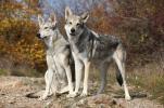 Saarloos wolfdog