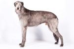 Scottish Deerhound