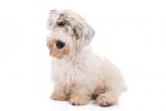 Sealyham Terrier