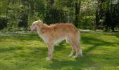 Silken Windhound