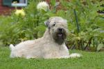 Soft Coated Wheaten Terrier