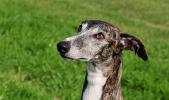 Spanish Greyhound