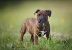 Staffordshire Bull Terrier