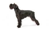 Standard Schnauzer