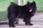 Swedish Lapphund