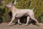 Thai Ridgeback