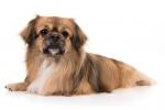 Tibetan Spaniel