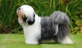 Tibetan Terrier