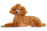 Toy Poodle