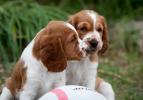 Welsh Springer Spaniel