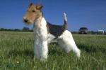 Wire Fox Terrier