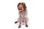 Wirehaired Pointing Griffon
