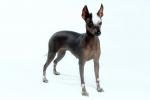 Xoloitzcuintli